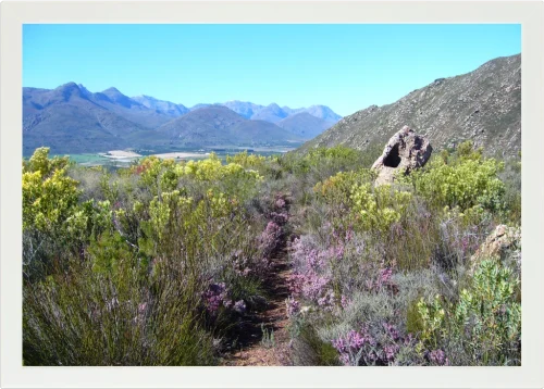 Top view of a Lapzadazy Lap Tray with a picture of a hiking path in Citrusdal
