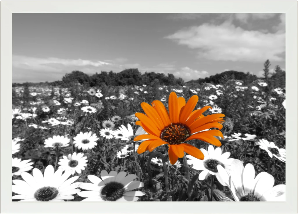 Top view of a Lapzadazy Lap Tray with a picture of daisies in black and white with one orange daisy