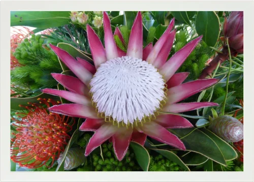 Top view of a Lapzadazy Lap Tray with a picture of an open King Protea