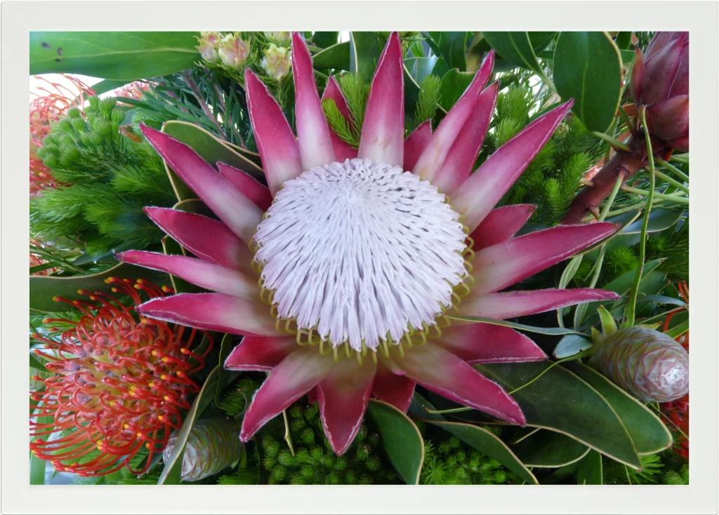 Top view of a Lapzadazy Lap Tray with a picture of an open King Protea