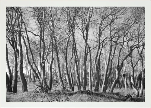 Top view of a Lapzadazy Lap Tray with a picture of trees in black and white