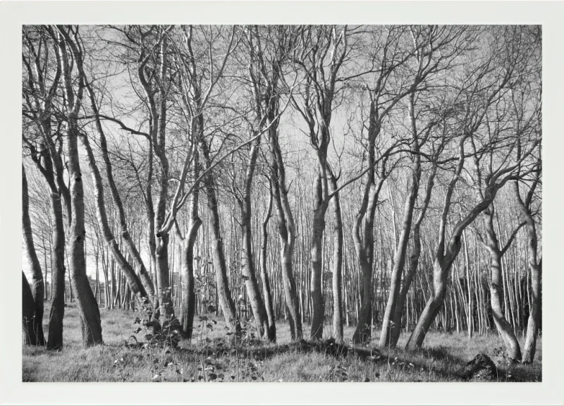 Top view of a Lapzadazy Lap Tray with a picture of trees in black and white