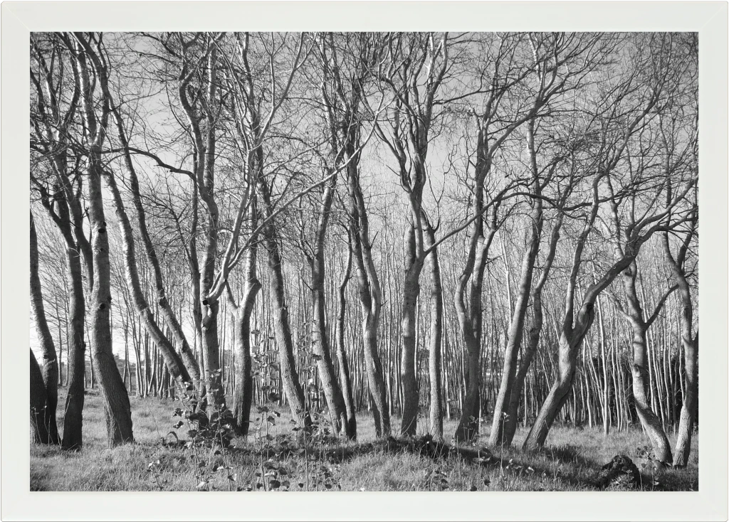 Top view of a Lapzadazy Lap Tray with a picture of trees in black and white