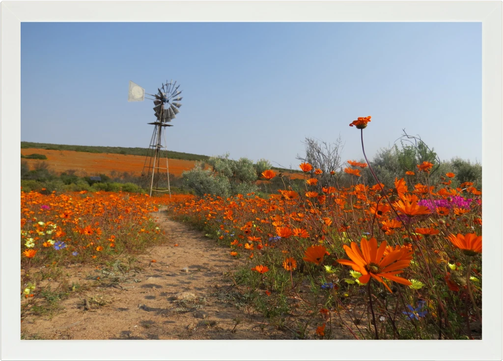 Top view of a Lapzadazy Lap Tray with a picture of a windmill in a field of flowers