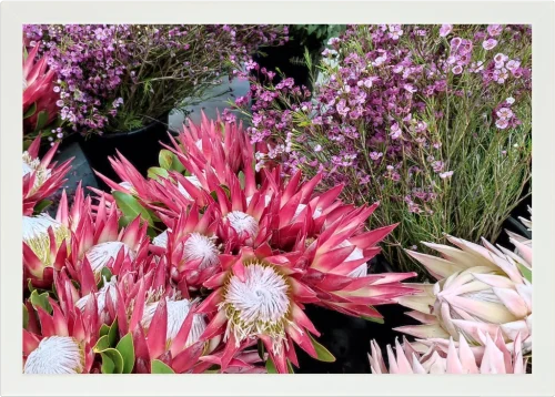 Top view of a Lapzadazy Lap Tray with a picture of an proteas with other fynbos