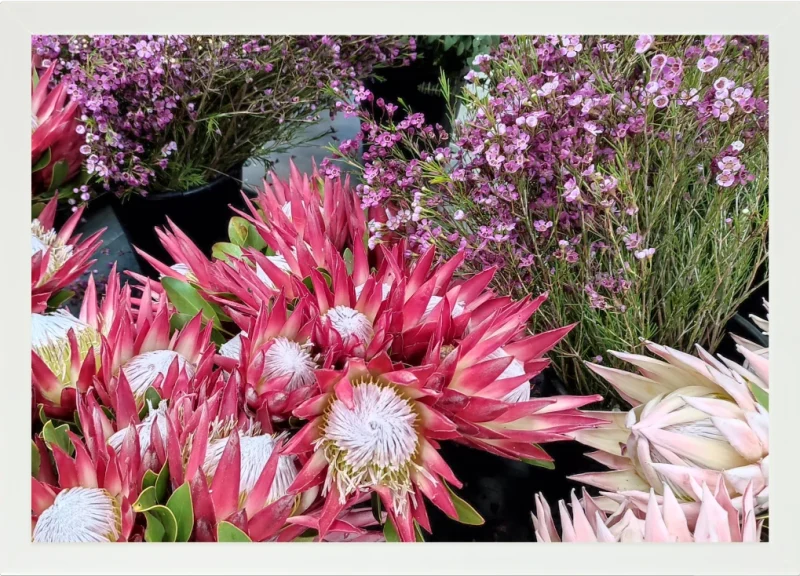 Top view of a Lapzadazy Lap Tray with a picture of an proteas with other fynbos