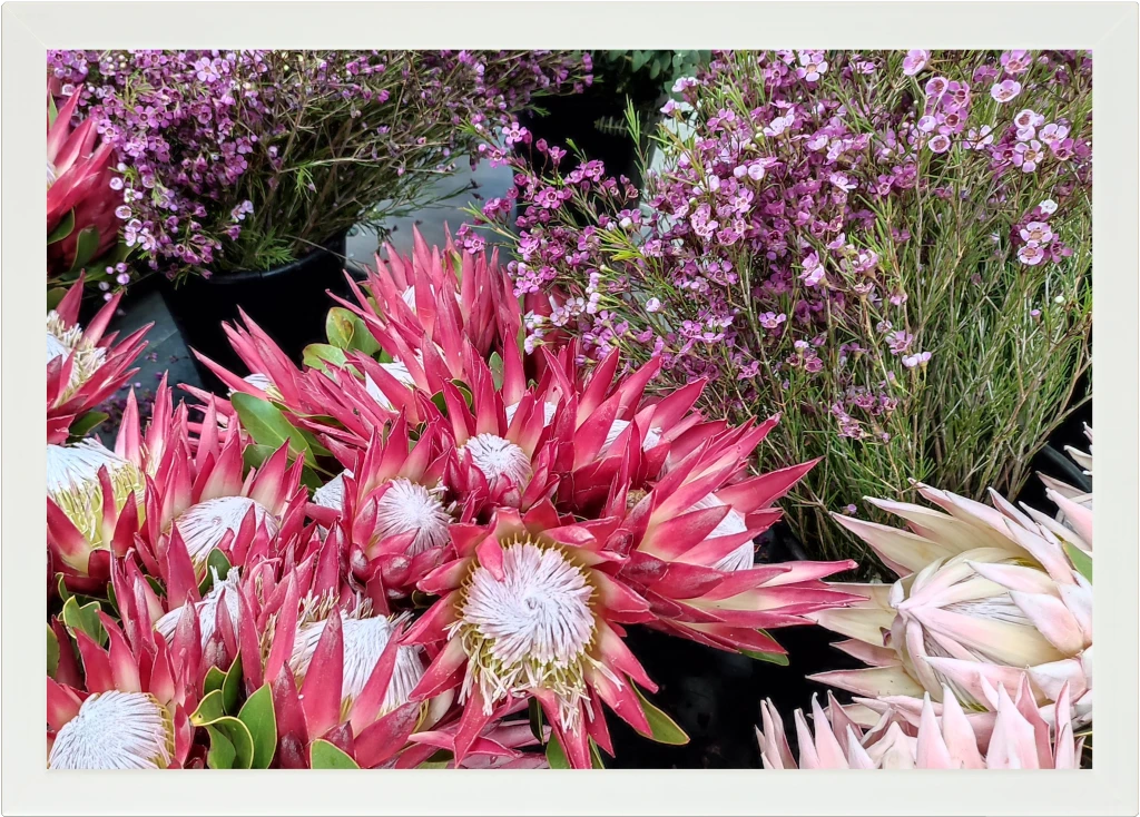 Top view of a Lapzadazy Lap Tray with a picture of an proteas with other fynbos