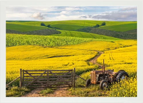Top view of a Lapzadazy Lap Tray with a canola field, tractor, and gate